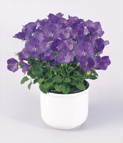 foto van een variëteit aan bloemen, te gebruiken als: Pot - en perkplant Campanula carpatica Clips® Blue