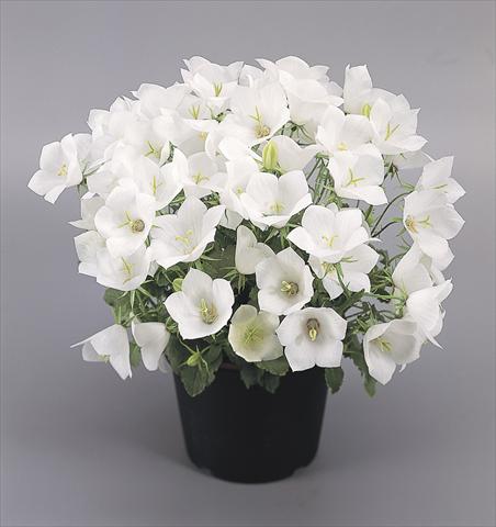 foto van een variëteit aan bloemen, te gebruiken als: Pot - en perkplant Campanula carpatica Clips® White