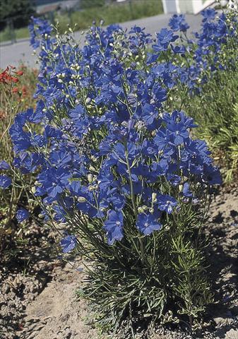 foto van een variëteit aan bloemen, te gebruiken als: Pot - en perkplant Delphinium grandiflorum Blue Mirror