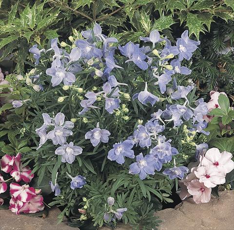 foto van een variëteit aan bloemen, te gebruiken als: Pot - en perkplant Delphinium grandiflorum Summer Blues®