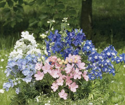foto van een variëteit aan bloemen, te gebruiken als: Pot - en perkplant Delphinium grandiflorum Summer Colors