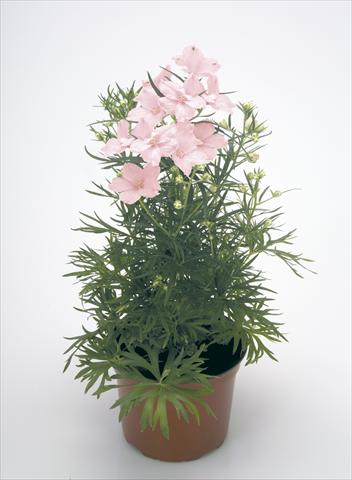 foto van een variëteit aan bloemen, te gebruiken als: Pot - en perkplant Delphinium grandiflorum Summer Morning