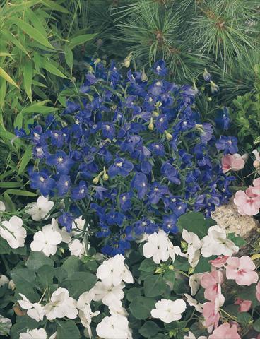 foto van een variëteit aan bloemen, te gebruiken als: Pot - en perkplant Delphinium grandiflorum Summer Nights