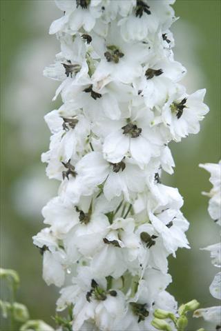 foto van een variëteit aan bloemen, te gebruiken als: Pot - en perkplant Delphinium hybrida Benary