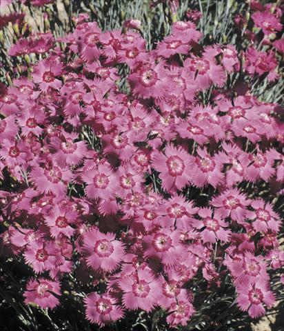 foto van een variëteit aan bloemen, te gebruiken als: Pot - en perkplant Dianthus Grandiflorus