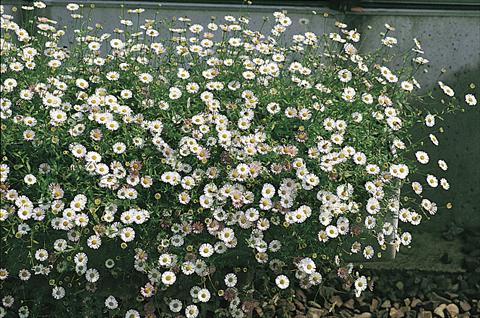 foto van een variëteit aan bloemen, te gebruiken als: Pot - en perkplant Erigeron karvinskianus Profusion
