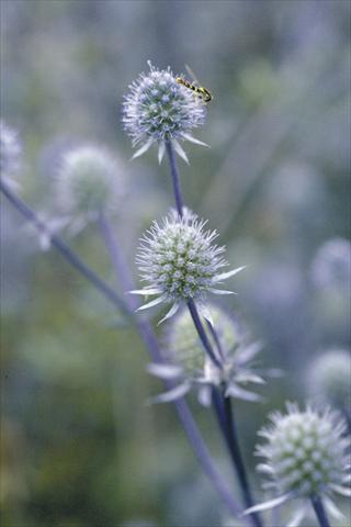 foto van een variëteit aan bloemen, te gebruiken als: Snijbloemen Eryngium planum Blue Glitter