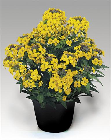 foto van een variëteit aan bloemen, te gebruiken als: Pot - en perkplant Erysimum suffruticosum Gold Dust