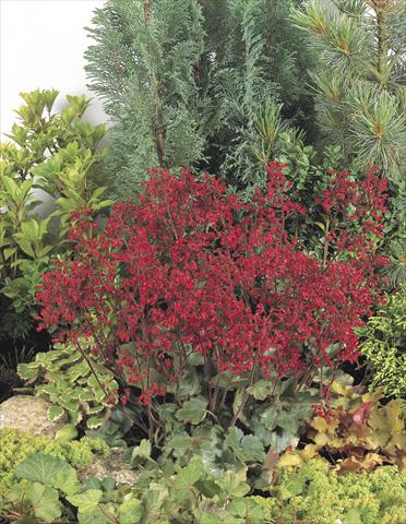 foto van een variëteit aan bloemen, te gebruiken als: Pot - en perkplant Heuchera sanguinea Ruby Bells