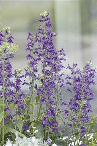 foto van een variëteit aan bloemen, te gebruiken als: Pot - en perkplant Lobelia speciosa Fan® Blue