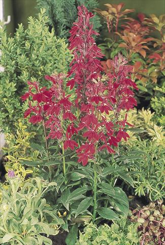 foto van een variëteit aan bloemen, te gebruiken als: Pot - en perkplant Lobelia speciosa Fan® Burgundy