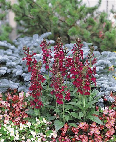 foto van een variëteit aan bloemen, te gebruiken als: Pot - en perkplant Lobelia speciosa Compliment Deep Red