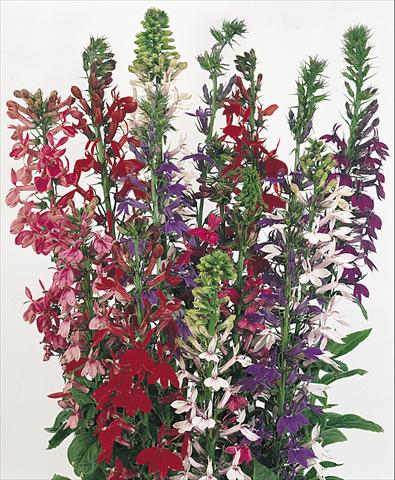 foto van een variëteit aan bloemen, te gebruiken als: Pot - en perkplant Lobelia speciosa Compliment Mix