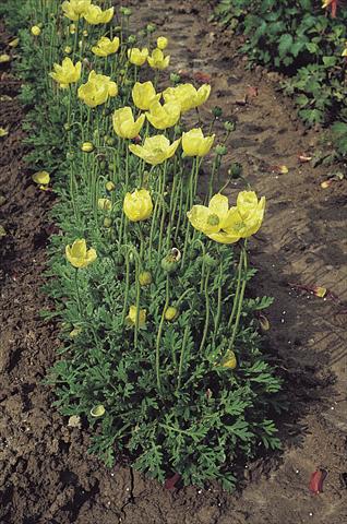 foto van een variëteit aan bloemen, te gebruiken als: Pot - en perkplant Papaver miyabeanum Pacino®