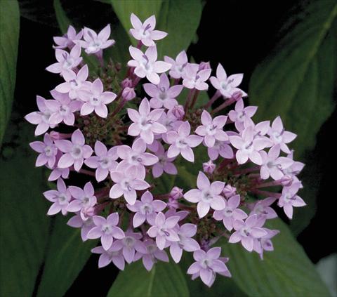 foto van een variëteit aan bloemen, te gebruiken als: Pot - en perkplant Pentas lanceolata Northern Lights Lavender