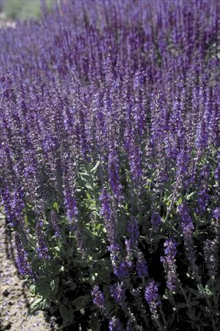 foto van een variëteit aan bloemen, te gebruiken als: Perkplant / Borders Salvia x superba Dwarf Blue Queen®