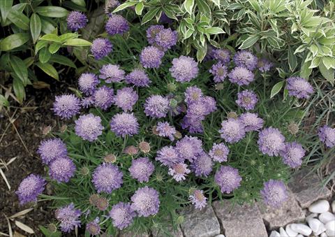 foto van een variëteit aan bloemen, te gebruiken als: Pot - en perkplant Scabiosa japonica var alpina Ritz blue