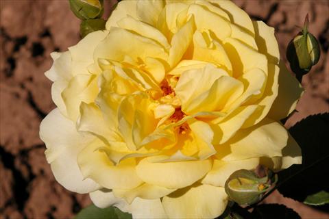 foto van een variëteit aan bloemen, te gebruiken als: Perkplant / Borders Rosa Tea Banzai®