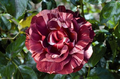 foto van een variëteit aan bloemen, te gebruiken als: Perkplant / Borders Rosa rampicante GP Brownie®