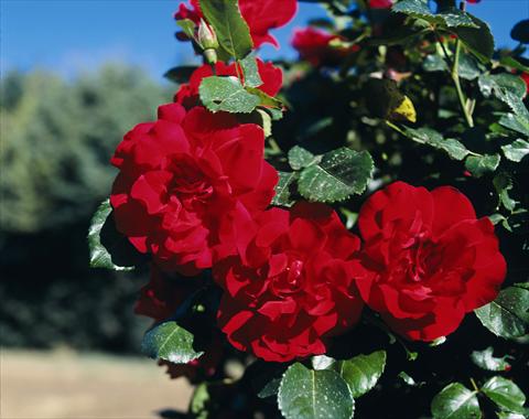 foto van een variëteit aan bloemen, te gebruiken als: Perkplant / Borders Rosa rampicante GP Negresco®