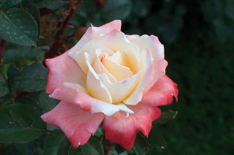 foto van een variëteit aan bloemen, te gebruiken als: Perkplant / Borders Rosa Tea Laetitia Casta®