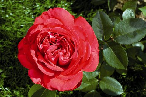 foto van een variëteit aan bloemen, te gebruiken als: Perkplant / Borders Rosa Tea Marylou®