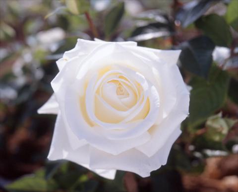 foto van een variëteit aan bloemen, te gebruiken als: Perkplant / Borders Rosa Tea Metropolitan®