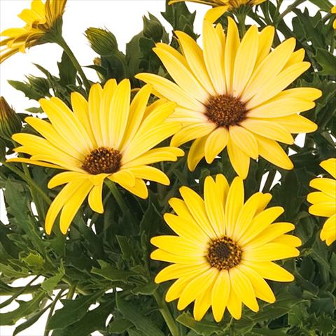 foto van een variëteit aan bloemen, te gebruiken als: Pot - en perkplant Osteospermum Margarita fides® Yellow Imp
