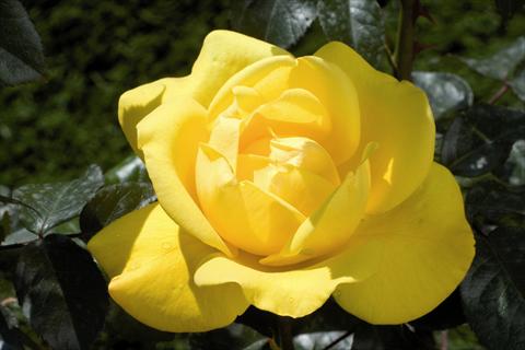 foto van een variëteit aan bloemen, te gebruiken als: Perkplant / Borders Rosa Tea Pacific Sunset®