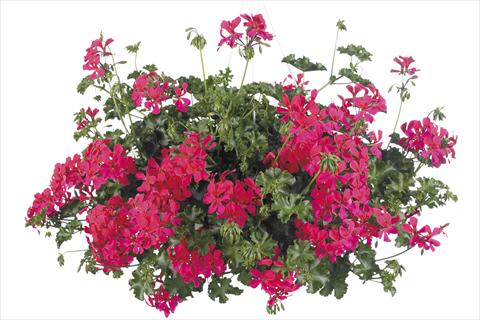 foto van een variëteit aan bloemen, te gebruiken als: Potplant, perkplant, patioplant, korfplant Pelargonium peltatum Grand Idols® Neon