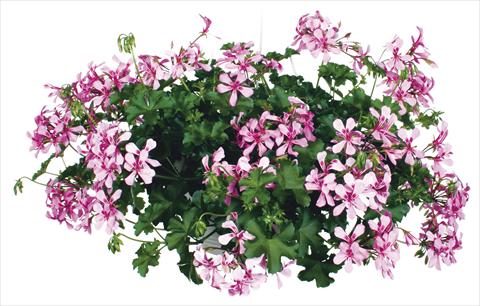 foto van een variëteit aan bloemen, te gebruiken als: Potplant, patioplant, korfplant Pelargonium peltatum Grand Idols® Pink