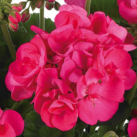foto van een variëteit aan bloemen, te gebruiken als: Potplant, perkplant, patioplant Pelargonium zonale Summer Idols® fides® Hot Pink