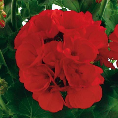 foto van een variëteit aan bloemen, te gebruiken als: Potplant, perkplant, patioplant Pelargonium zonale Summer Idols® fides® True Red