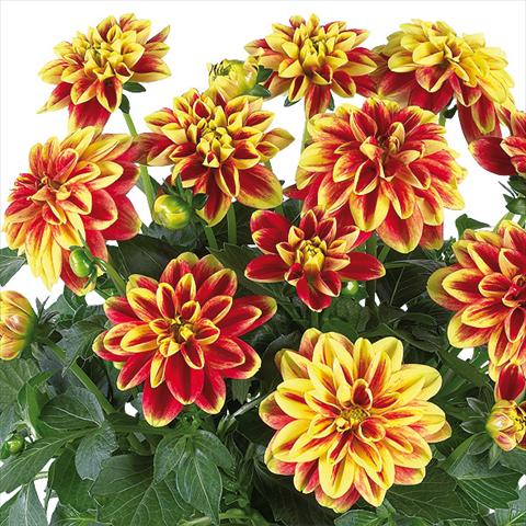 foto van een variëteit aan bloemen, te gebruiken als: Pot - en perkplant Dahlia Dahlinova® fides® California