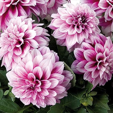 foto van een variëteit aan bloemen, te gebruiken als: Pot - en perkplant Dahlia Dahlinova® fides® NewYork