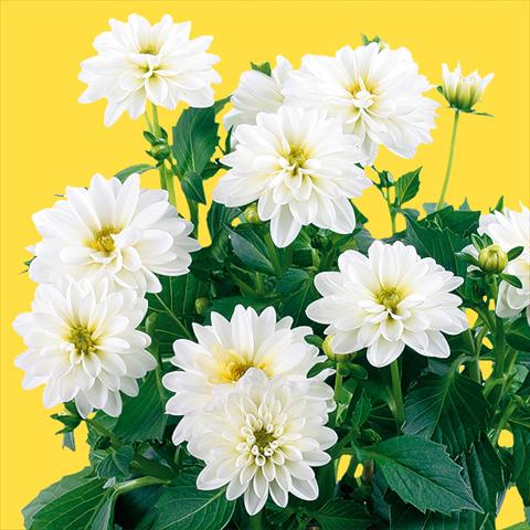 foto van een variëteit aan bloemen, te gebruiken als: Pot - en perkplant Dahlia Dahlinova® Longlife fides® Pecos Improved