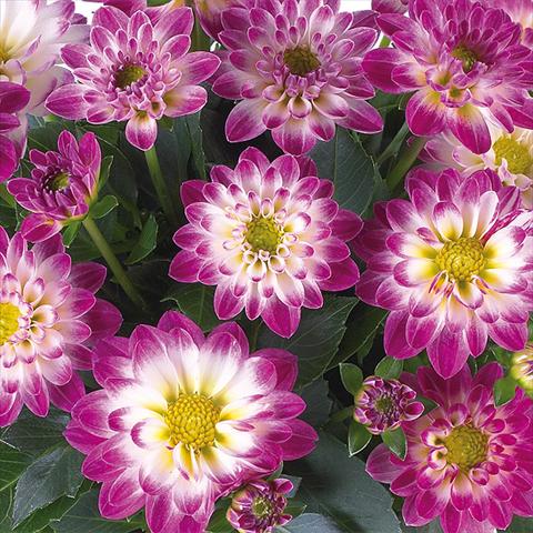 foto van een variëteit aan bloemen, te gebruiken als: Pot - en perkplant Dahlia Dahlinova® Longlife fides® Yukon