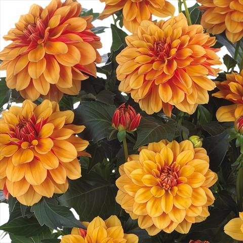 foto van een variëteit aan bloemen, te gebruiken als: Pot - en perkplant Dahlia Dahlinova Hypnotica® fides® Bronze Bicolor