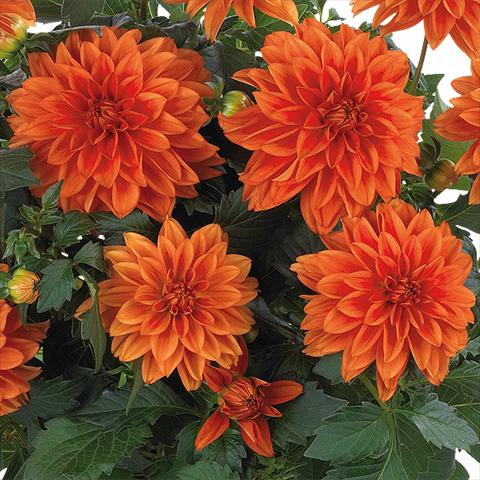 foto van een variëteit aan bloemen, te gebruiken als: Pot - en perkplant Dahlia Dahlinova Hypnotica® fides® Orange