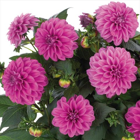 foto van een variëteit aan bloemen, te gebruiken als: Pot - en perkplant Dahlia Dahlinova Hypnotica® fides® Pink