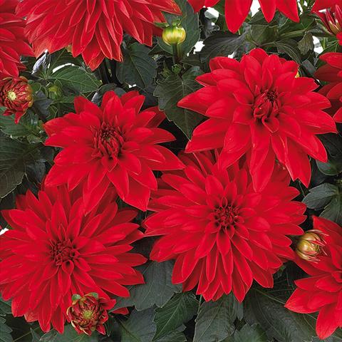 foto van een variëteit aan bloemen, te gebruiken als: Pot - en perkplant Dahlia Dahlinova Hypnotica® fides® Red