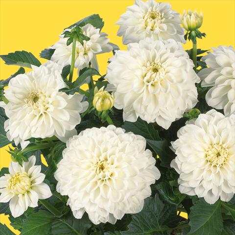 foto van een variëteit aan bloemen, te gebruiken als: Pot - en perkplant Dahlia Dahlinova Hypnotica® fides® White
