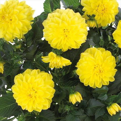 foto van een variëteit aan bloemen, te gebruiken als: Pot - en perkplant Dahlia Dahlinova Hypnotica® fides® Yellow