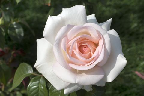 foto van een variëteit aan bloemen, te gebruiken als: Perkplant / Borders Rosa Tea Prince Jardinier®