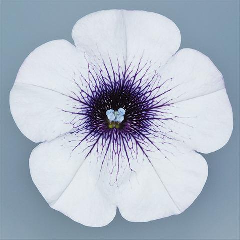 foto van een variëteit aan bloemen, te gebruiken als: Potplant, perkplant, patioplant, korfplant Petunia pendula Surfinia® mnp® Blue Vein