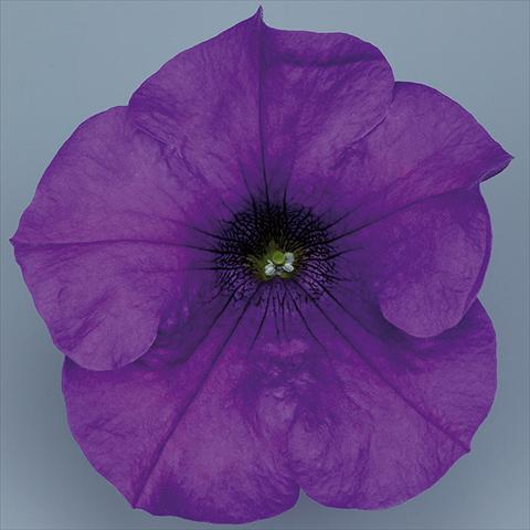 foto van een variëteit aan bloemen, te gebruiken als: Potplant, perkplant, patioplant, korfplant Petunia pendula Surfinia® mnp® Giant Blue