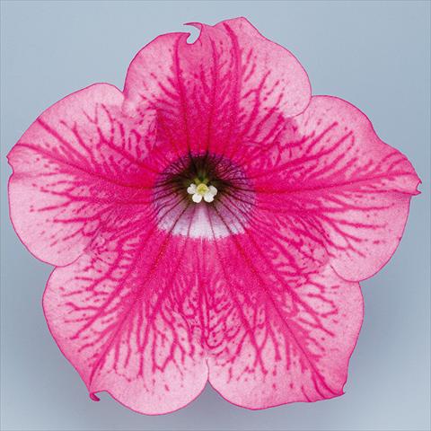 foto van een variëteit aan bloemen, te gebruiken als: Potplant, perkplant, patioplant, korfplant Petunia pendula Surfinia® mnp® Hot Pink