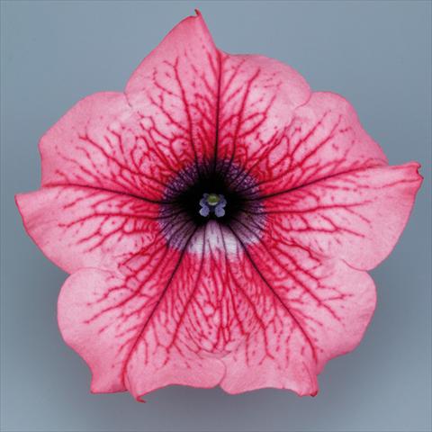foto van een variëteit aan bloemen, te gebruiken als: Potplant, perkplant, patioplant, korfplant Petunia pendula Surfinia® mnp® Hot Red