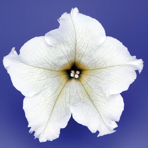 foto van een variëteit aan bloemen, te gebruiken als: Potplant, perkplant, patioplant, korfplant Petunia pendula Surfinia® mnp® Lime