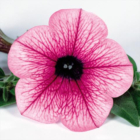 foto van een variëteit aan bloemen, te gebruiken als: Potplant, perkplant, patioplant, korfplant Petunia pendula Surfinia® mnp® Pink Vein 2006